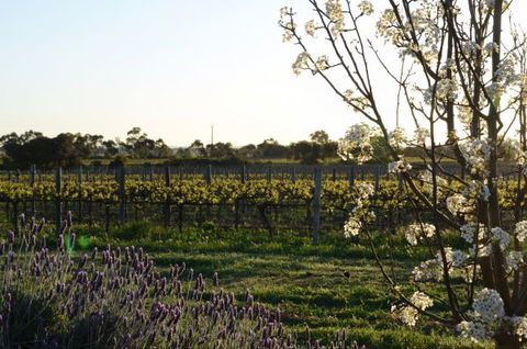 Angas Plains Wines Suites - New Castle Holiday 7