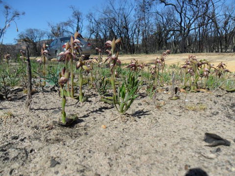 Mount Zero Log Cabins - New Castle Holiday 2