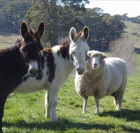 Avaleigh Elms Farmstay - New Castle Holiday