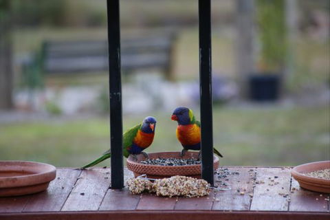 BellbirdHill Bed And Breakfast - New Castle Holiday 9