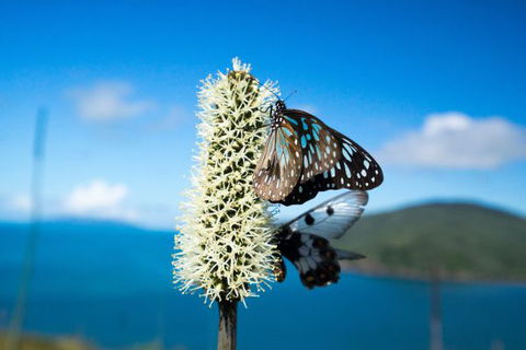 Keswick Island Camping And Glamping - New Castle Holiday 7