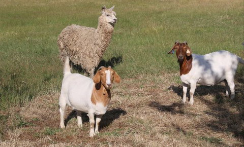 L'Oliveraie - New Castle Holiday 9