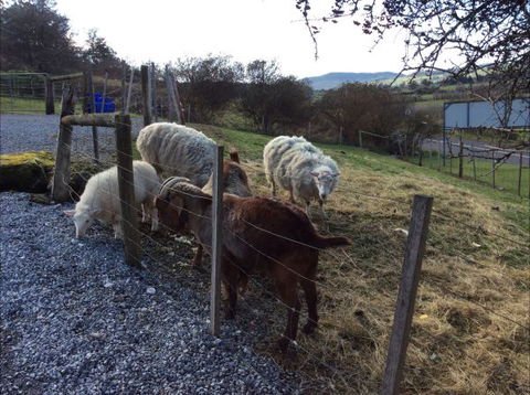 Mole Creek Cabins - New Castle Holiday 3