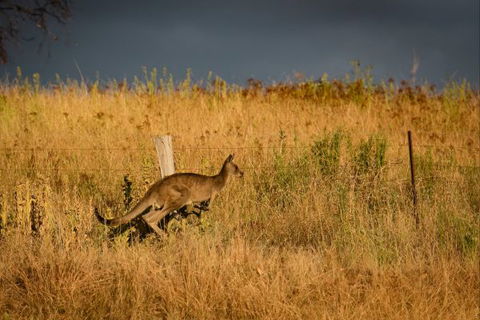 Mt Bellevue Lodge - King Valley - New Castle Holiday 5