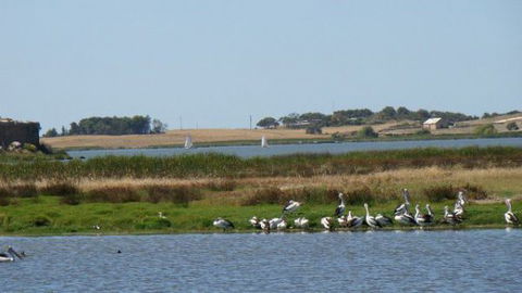 Peppertree Cottage - New Castle Holiday 3