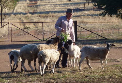 Selby Organic Farm Stay - New Castle Holiday 4