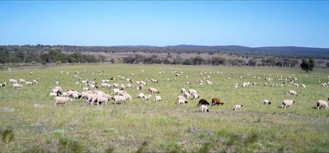 Selby Organic Farm Stay - New Castle Holiday 7