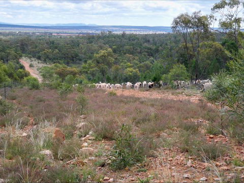Selby Organic Farm Stay - New Castle Holiday 8