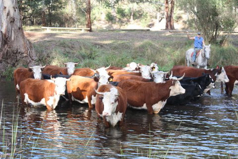 Stockyard Creek - New Castle Holiday 3