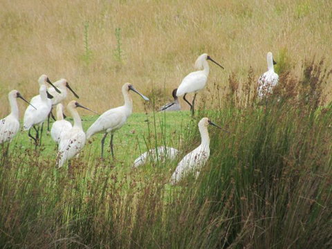Tanja Lagoon Camp - New Castle Holiday 9