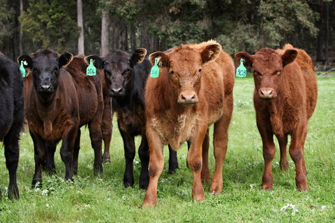 Boronia Farm - New Castle Holiday 3