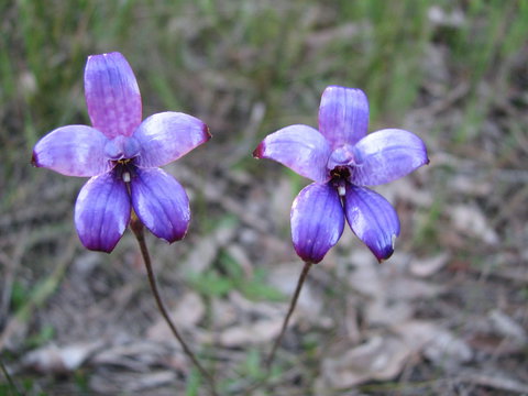 Boronia Farm - New Castle Holiday 4