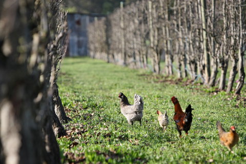 Boronia Farm - New Castle Holiday 8