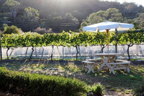 Every Man And His Dog Vineyard - New Castle Holiday 1