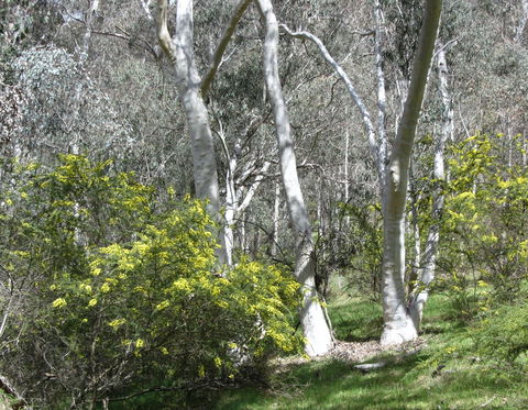 Highfield Farm And Woodland Bush Campsites - New Castle Holiday 4