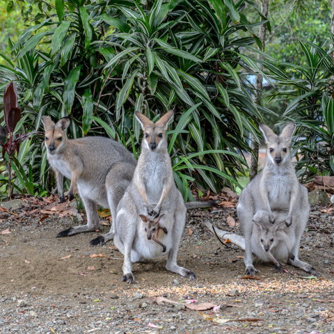 Maleny Country Cottages - New Castle Holiday 9