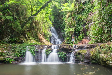 O'Reilly's Rainforest Retreat - New Castle Holiday 0