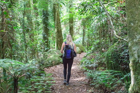 O'Reilly's Rainforest Retreat - New Castle Holiday 5