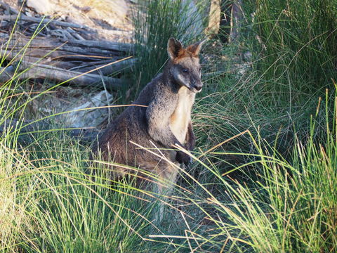 Wildwood Guesthouse - New Castle Holiday 8