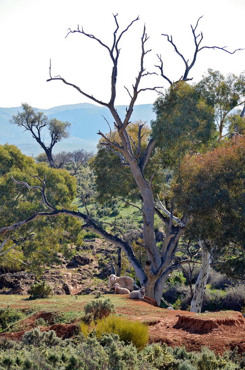 Almerta Station - New Castle Holiday 2