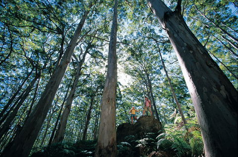 Boranup Camp At Leeuwin-Naturaliste National Park - New Castle Holiday 1