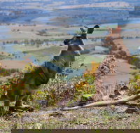 Eaglereach Wilderness Resort - New Castle Holiday