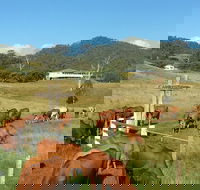 Farringdon Homestead - New Castle Holiday