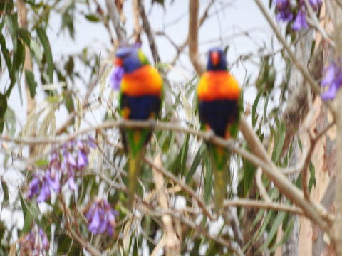 Twilight Grove Farm Bed And Breakfast - New Castle Holiday 0