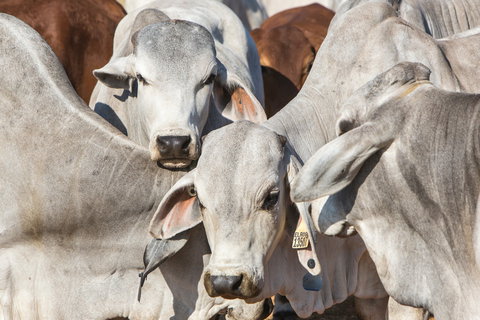 Bullo River Station - New Castle Holiday 1