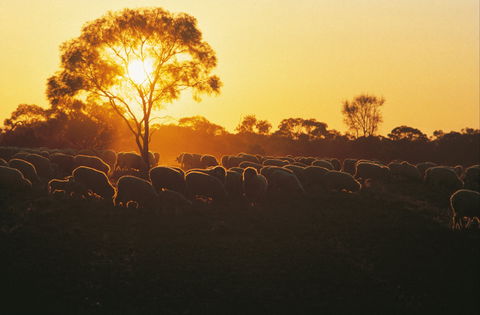 Clandulla Cottages & Farmstay - New Castle Holiday 0