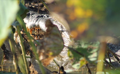 Corroboree Park Tavern - New Castle Holiday 2