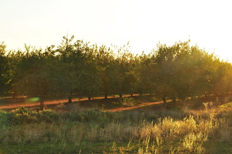 Griffith Tourist Caravan Park - New Castle Holiday 0