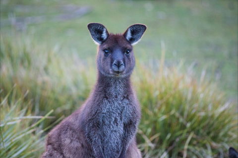 Mays Homestead - Flinders Chase National Park - New Castle Holiday 2