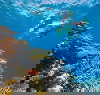 NRMA Cairns Holiday Park - New Castle Holiday