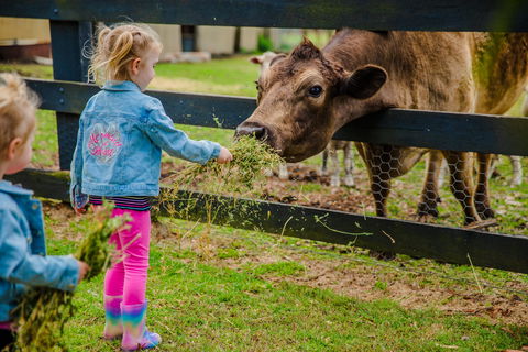 Tobruk Sydney Farm Stay - New Castle Holiday 2