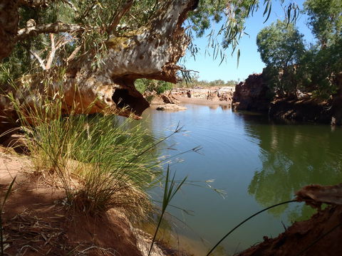 Peedamulla Campground And Cultural Tours - New Castle Holiday 1