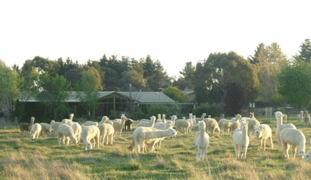 Glenhope Alpacas Self Contained Bb/farmstay - New Castle Holiday