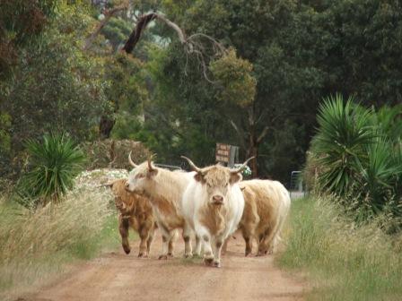 Maleeyas Thai Cafe And Studio Hillside Bamboo Nursery - New Castle Holiday 4
