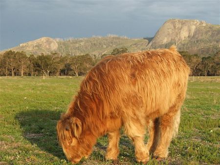 Maleeyas Thai Cafe And Studio Hillside Bamboo Nursery - New Castle Holiday 5