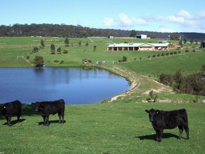 Stargazers - New Castle Holiday 2