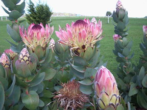 Stargazers - New Castle Holiday 3