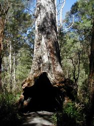 Coalmine Beach Holiday Park - New Castle Holiday 4