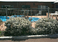 Tree Top Walk Motel - New Castle Holiday 1