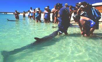 Shark Bay Caravan Park - New Castle Holiday 1