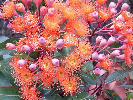 Nutkin Lodge - New Castle Holiday 5