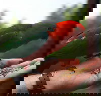 Barrington Tops Escapes - New Castle Holiday