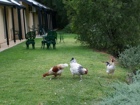 Burra Motor Inn - New Castle Holiday 2