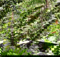 Daintree Ecolodge - New Castle Holiday