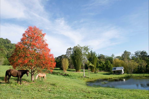 Nimbin Waterfall Retreat - New Castle Holiday 1