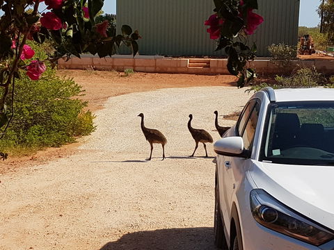 Ningaloo Bed And Breakfast - New Castle Holiday 1